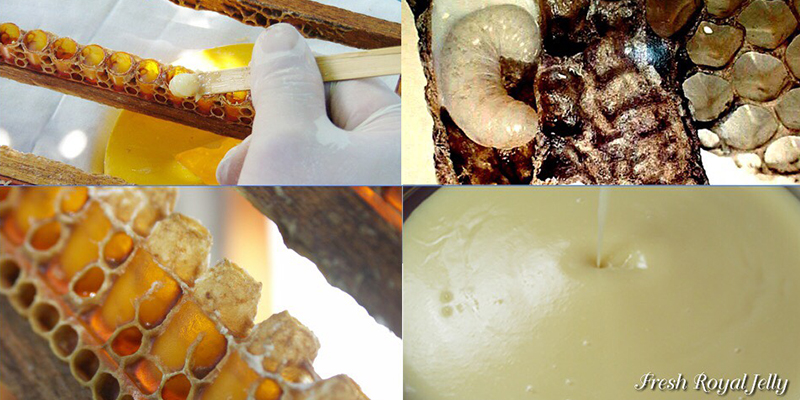 Royal_Jelly